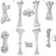 Elephant bird bones